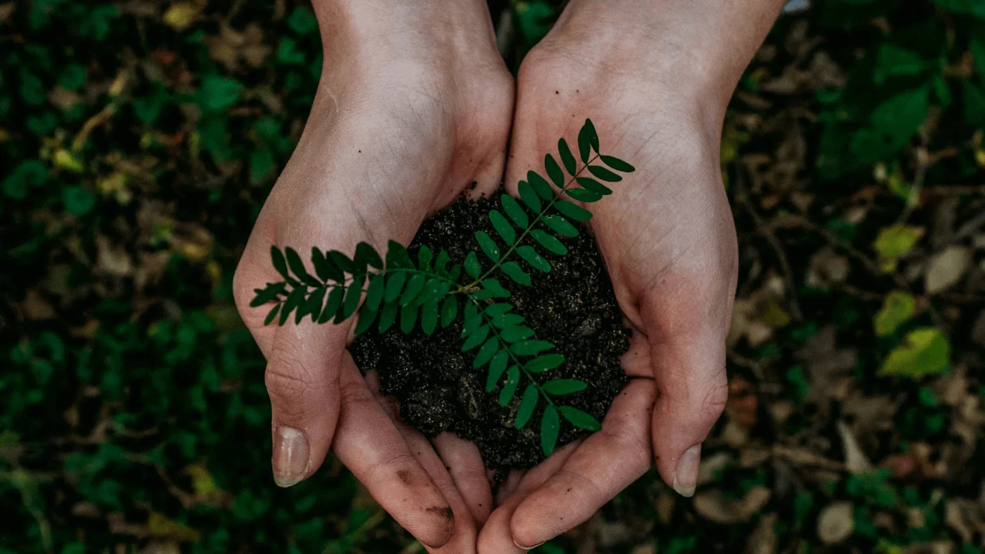 Trees planted for every product sold