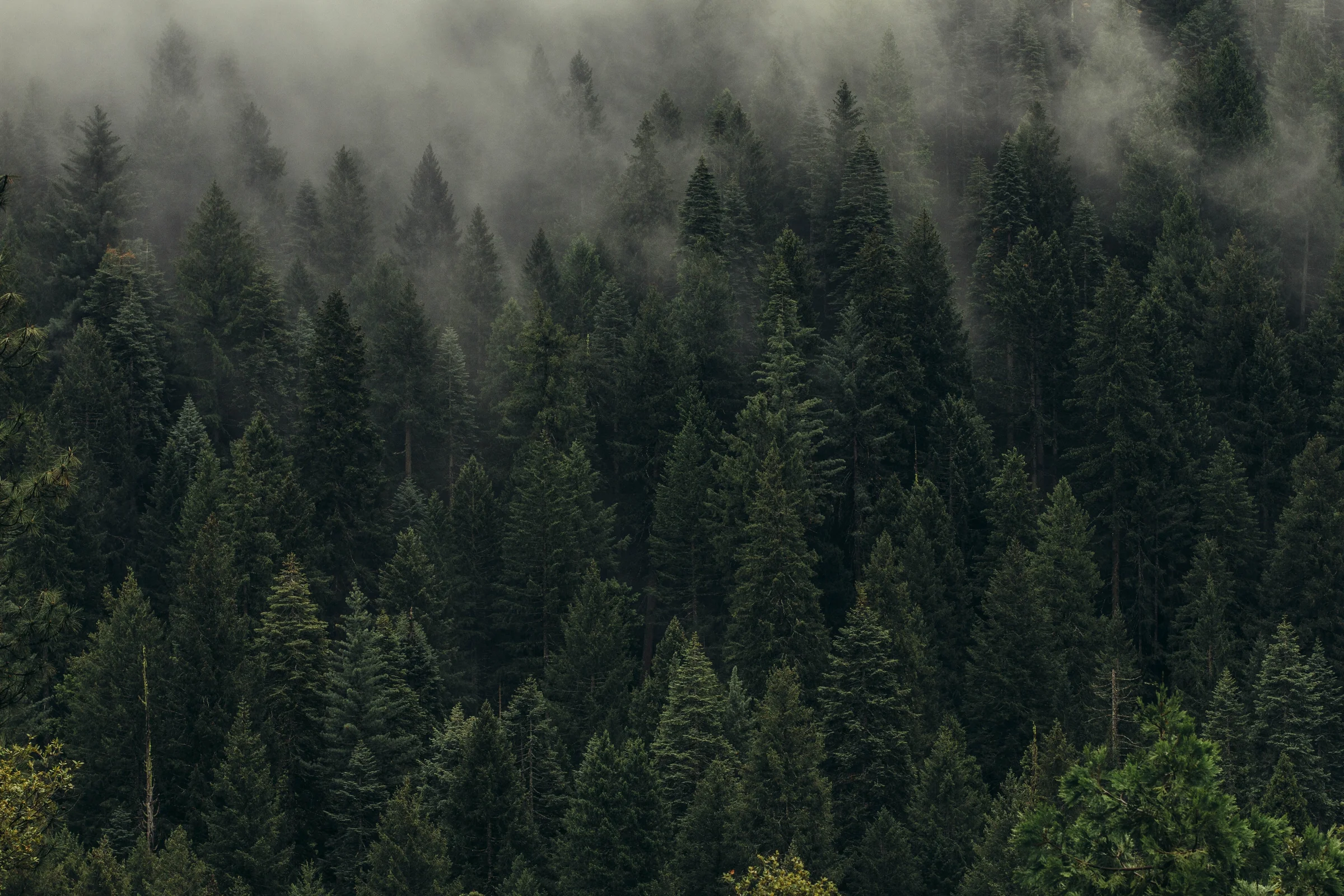 4 Trees Planted for every Product sold