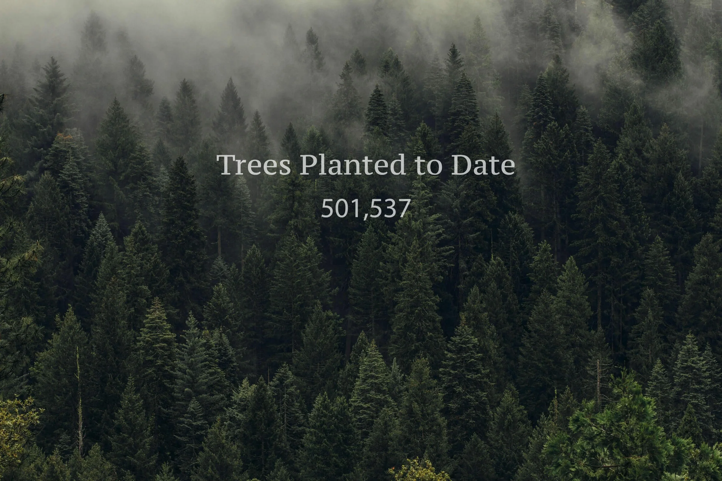 Reforestation project in Kenya